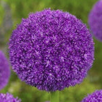 Allium Ambassador - The Irish Gardener Store