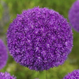 Allium Ambassador - The Irish Gardener Store