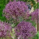 Allium christophii - The Irish Gardener Store