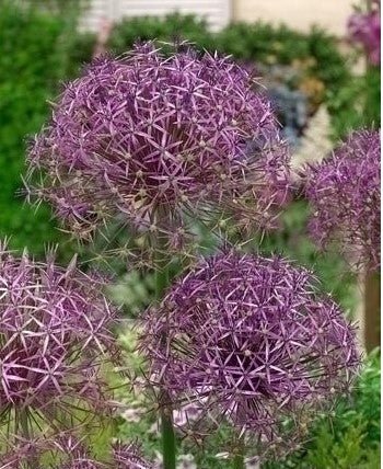 Allium christophii - The Irish Gardener Store