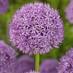 Allium Gladiator - The Irish Gardener Store