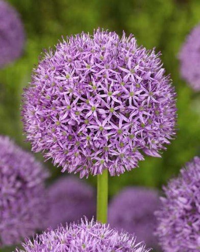 Allium Gladiator - The Irish Gardener Store