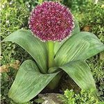 Allium karataviense - The Irish Gardener Store