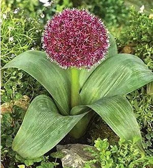 Allium karataviense - The Irish Gardener Store
