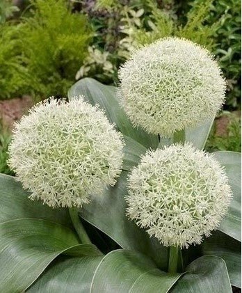 Allium karataviense Ivory Queen - The Irish Gardener Store