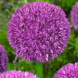 Allium Pinball Wizard - The Irish Gardener Store