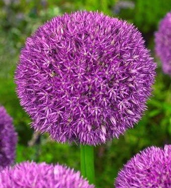 Allium Pinball Wizard - The Irish Gardener Store