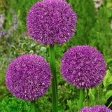 Allium Pinball Wizard - The Irish Gardener Store