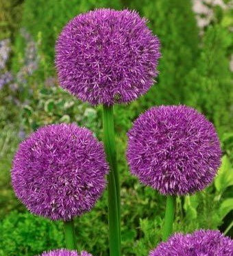 Allium Pinball Wizard - The Irish Gardener Store