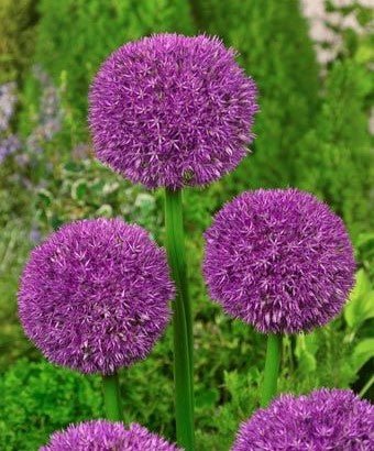 Allium Pinball Wizard - The Irish Gardener Store