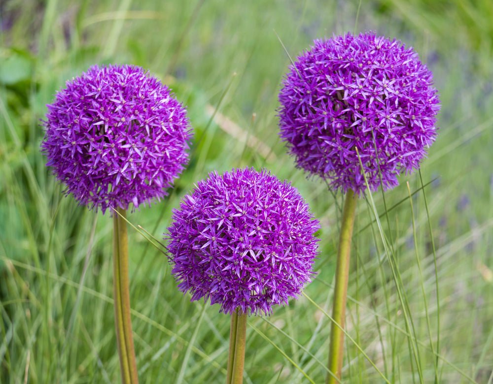 Allium Purple Sensation - The Irish Gardener Store