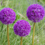 Allium Purple Sensation - The Irish Gardener Store