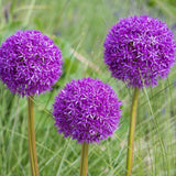 Allium Purple Sensation - The Irish Gardener Store