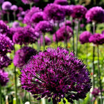 Allium Purple Sensation - The Irish Gardener Store