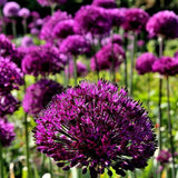 Allium Purple Sensation - The Irish Gardener Store
