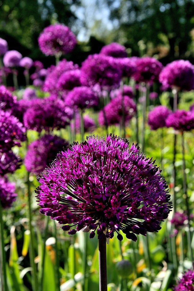 Allium Purple Sensation - The Irish Gardener Store