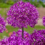 Allium Purple Sensation - The Irish Gardener Store