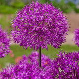 Allium Purple Sensation - The Irish Gardener Store