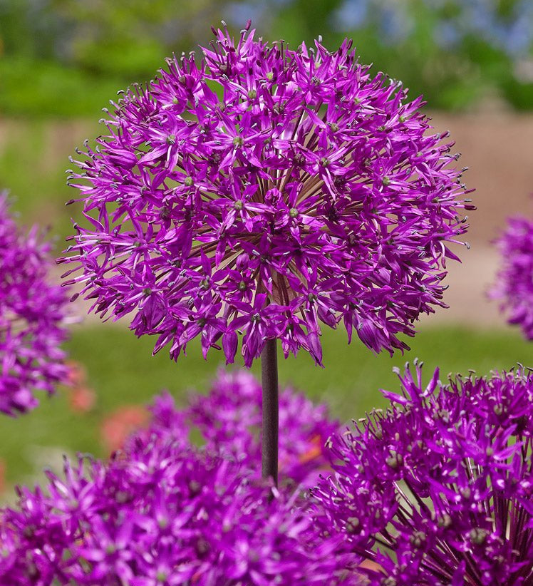 Allium Purple Sensation - The Irish Gardener Store