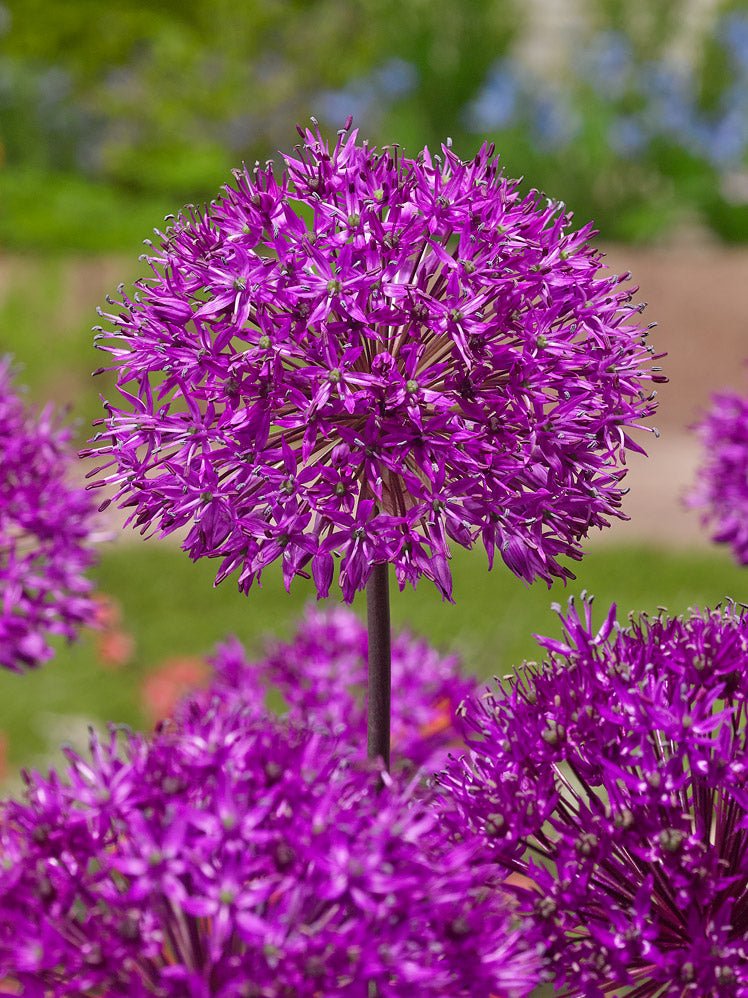 Allium Purple Sensation - The Irish Gardener Store