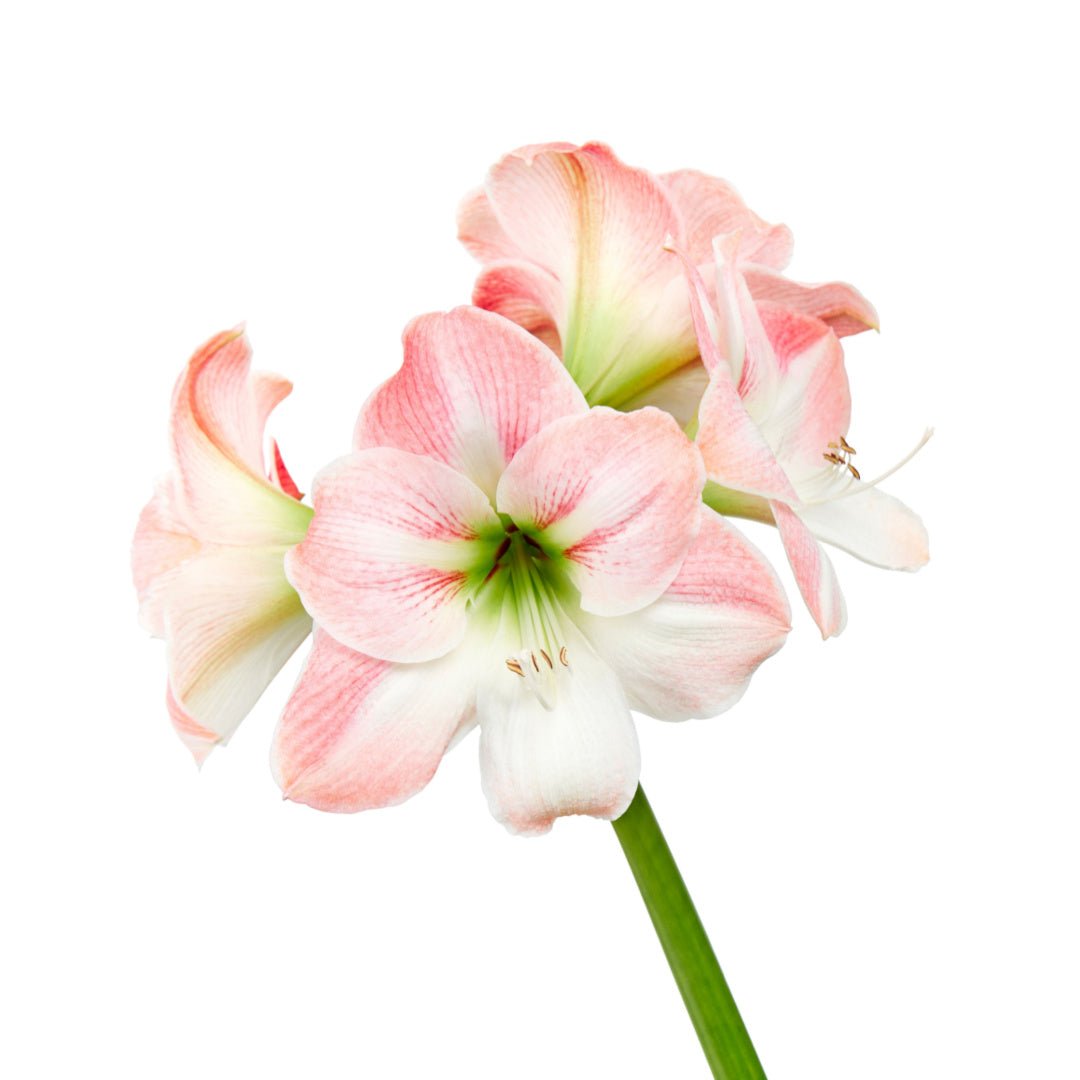 Amaryllis Apple Blossom - The Irish Gardener Store