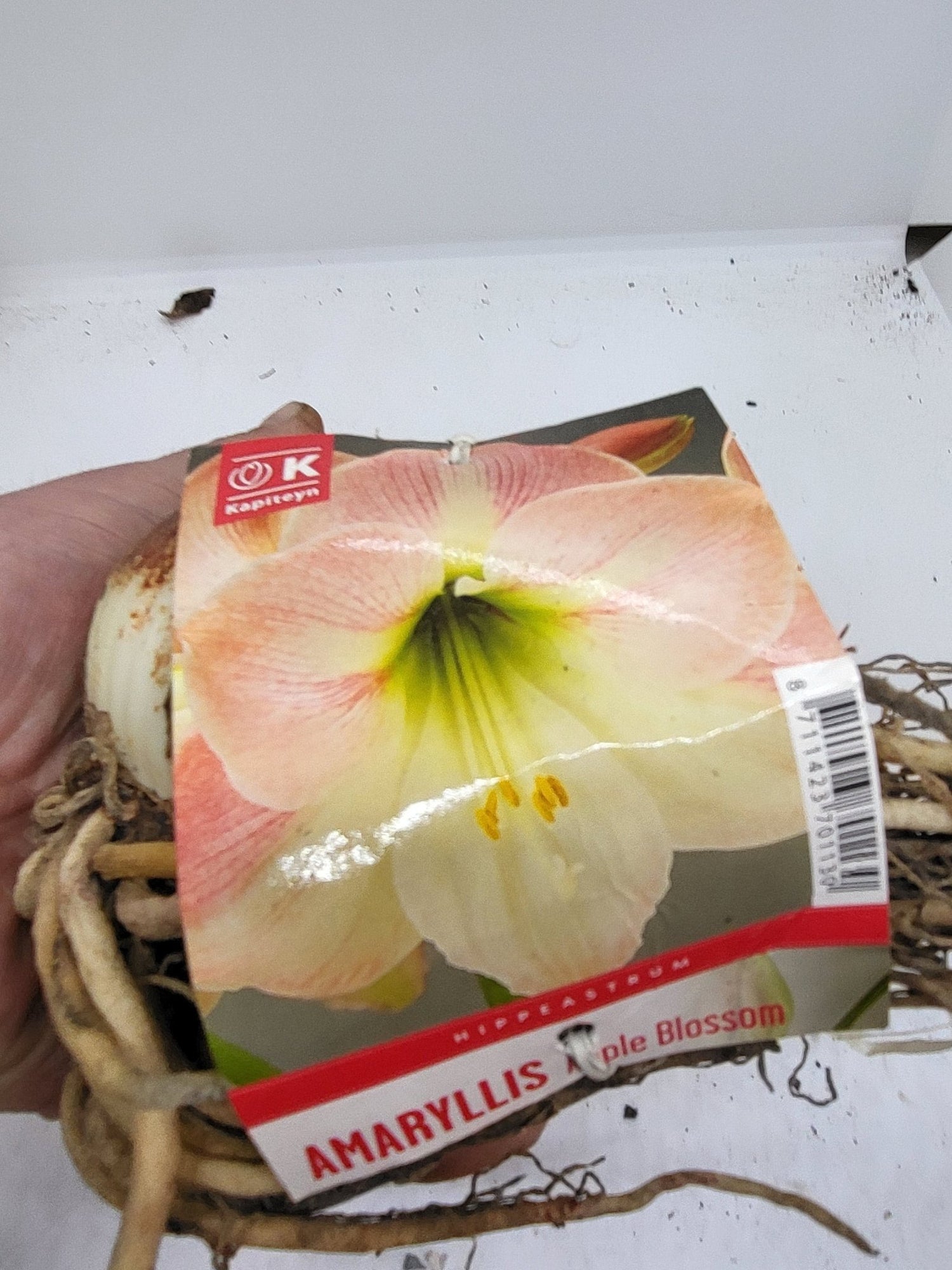 Amaryllis Apple Blossom - The Irish Gardener Store