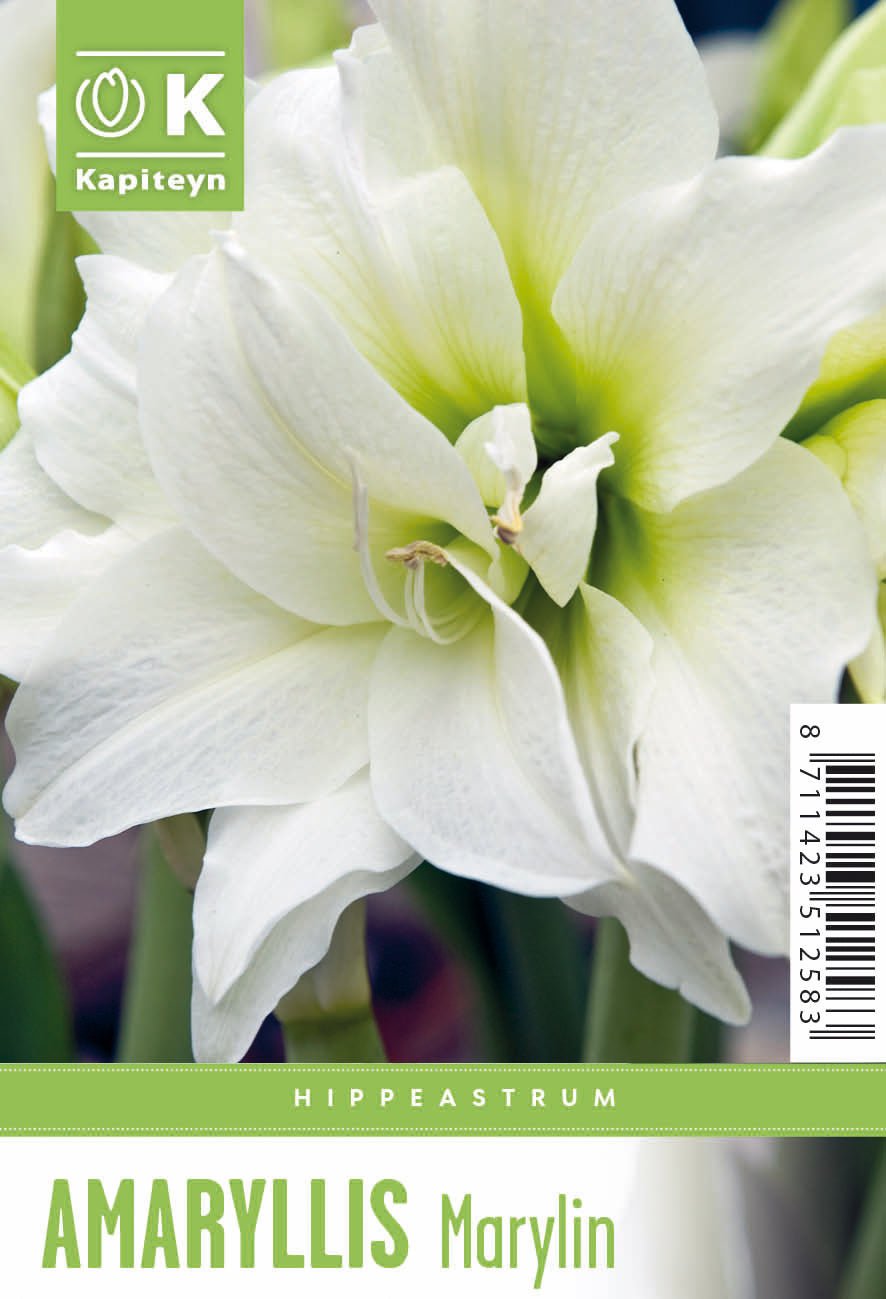 Amaryllis Marilyn - The Irish Gardener Store