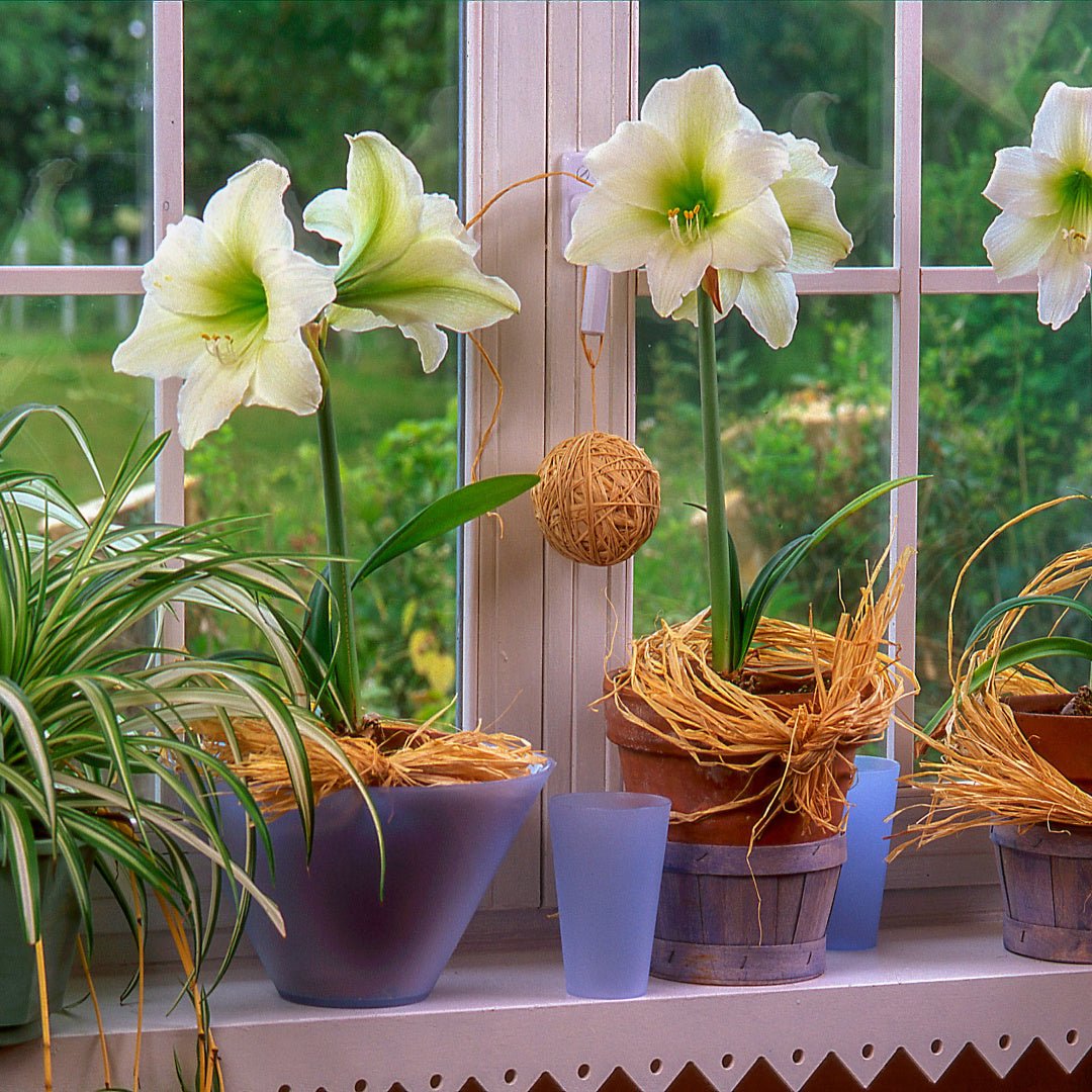 Amaryllis Matterhorn - The Irish Gardener Store