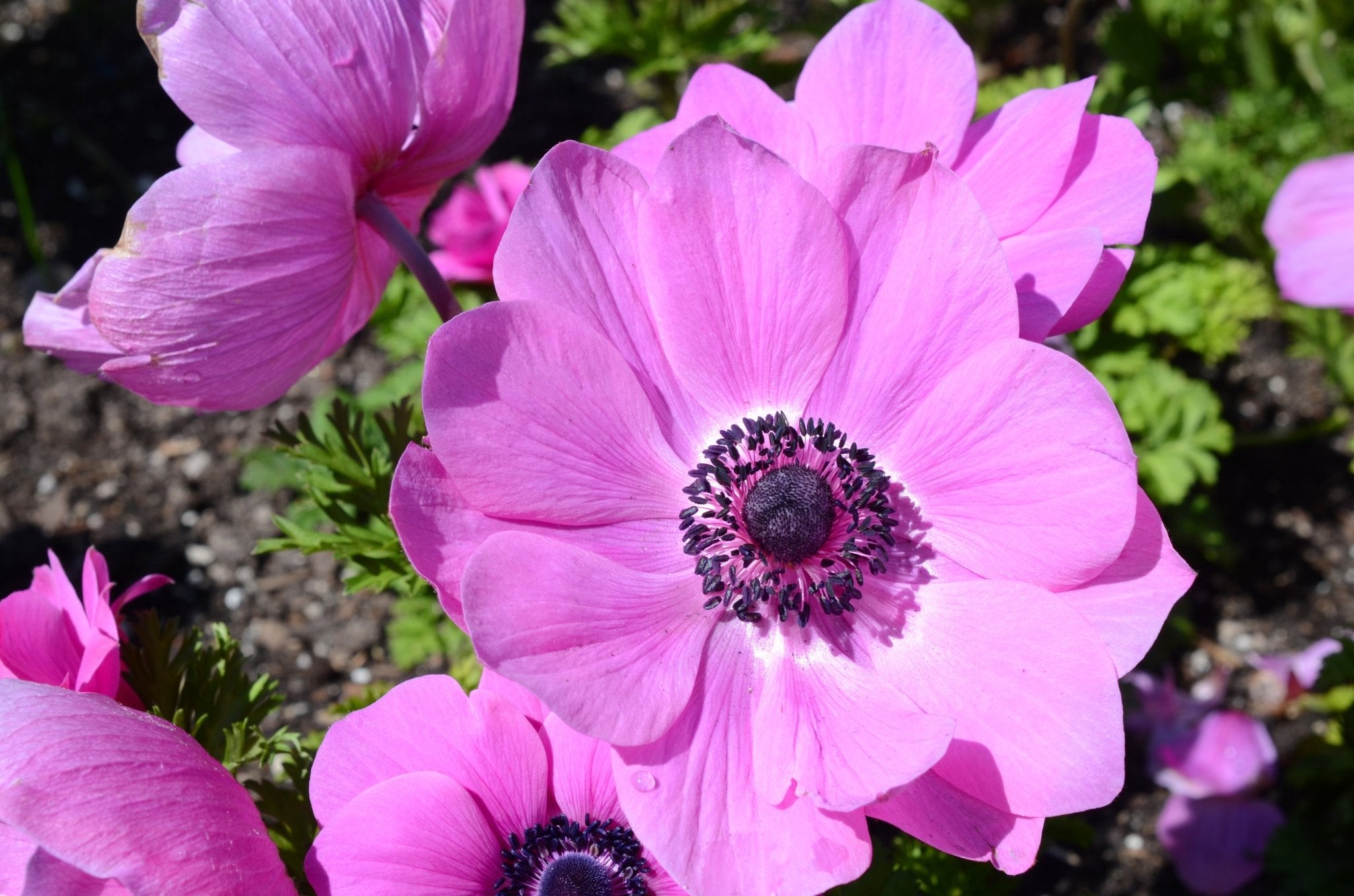 Anemone de caen - The Irish Gardener Store