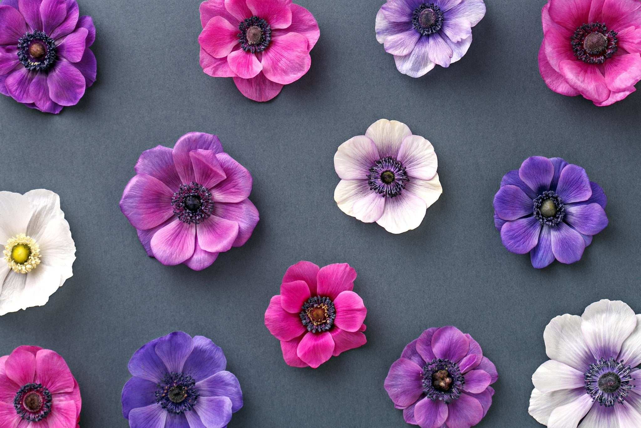 Anemone de caen - The Irish Gardener Store