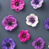 Anemone de caen - The Irish Gardener Store