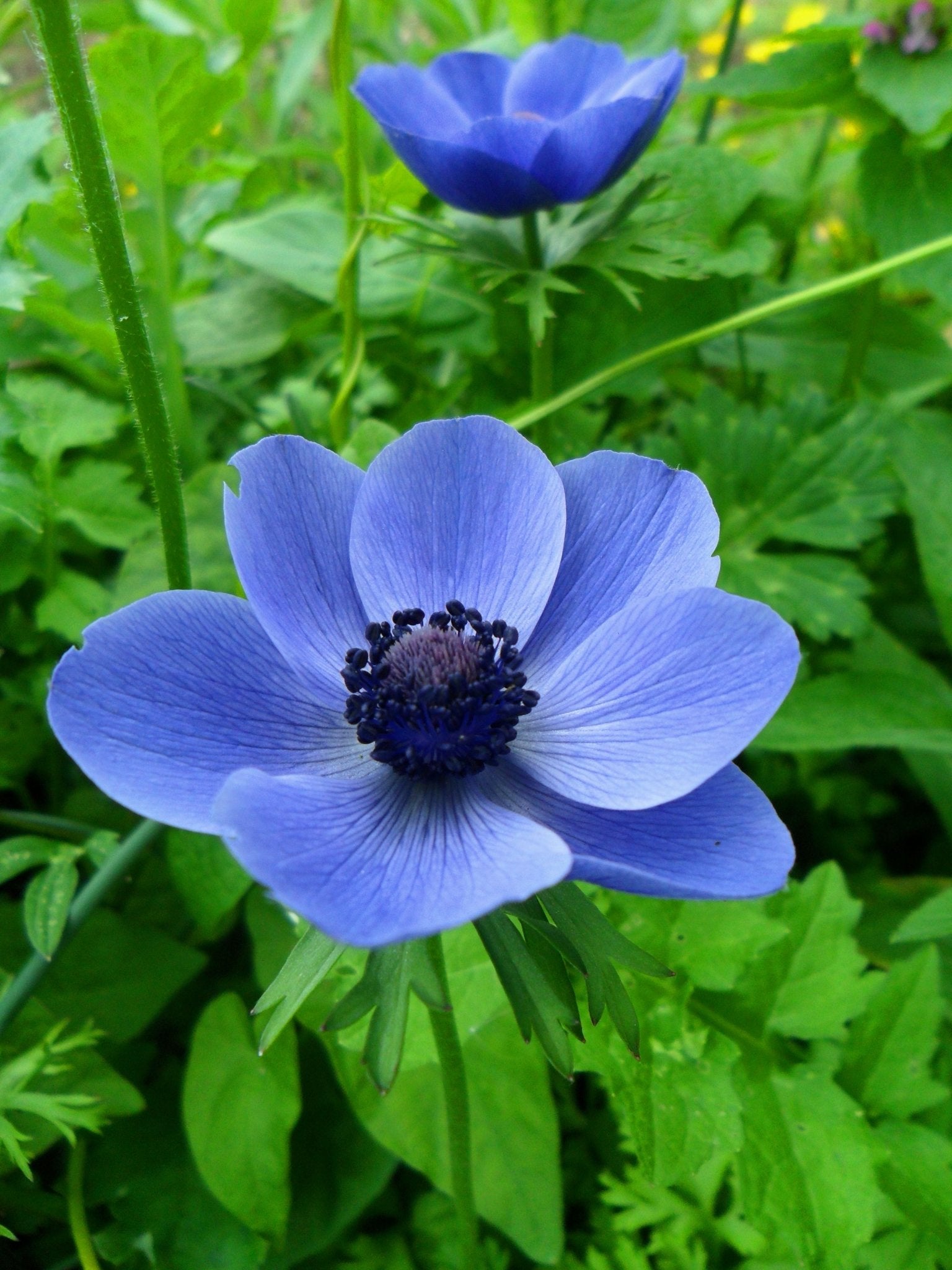 Anemone de caen - The Irish Gardener Store