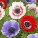 Anemone de caen - The Irish Gardener Store