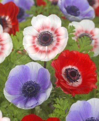 Anemone de caen - The Irish Gardener Store