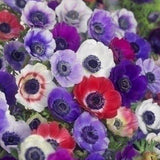 Anemone de caen - The Irish Gardener Store