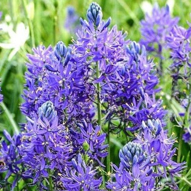 Camassia cusickii - The Irish Gardener Store