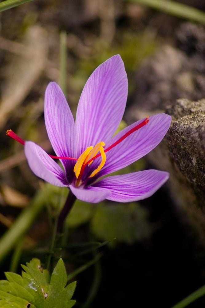 Crocus sativus - Saffron - The Irish Gardener Store