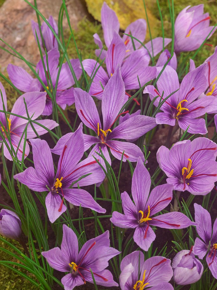 Crocus sativus - Saffron - The Irish Gardener Store