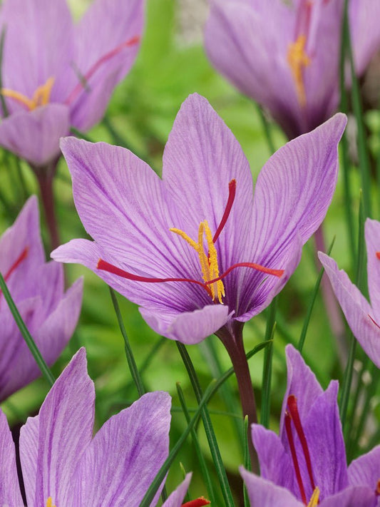 Crocus sativus - Saffron - The Irish Gardener Store