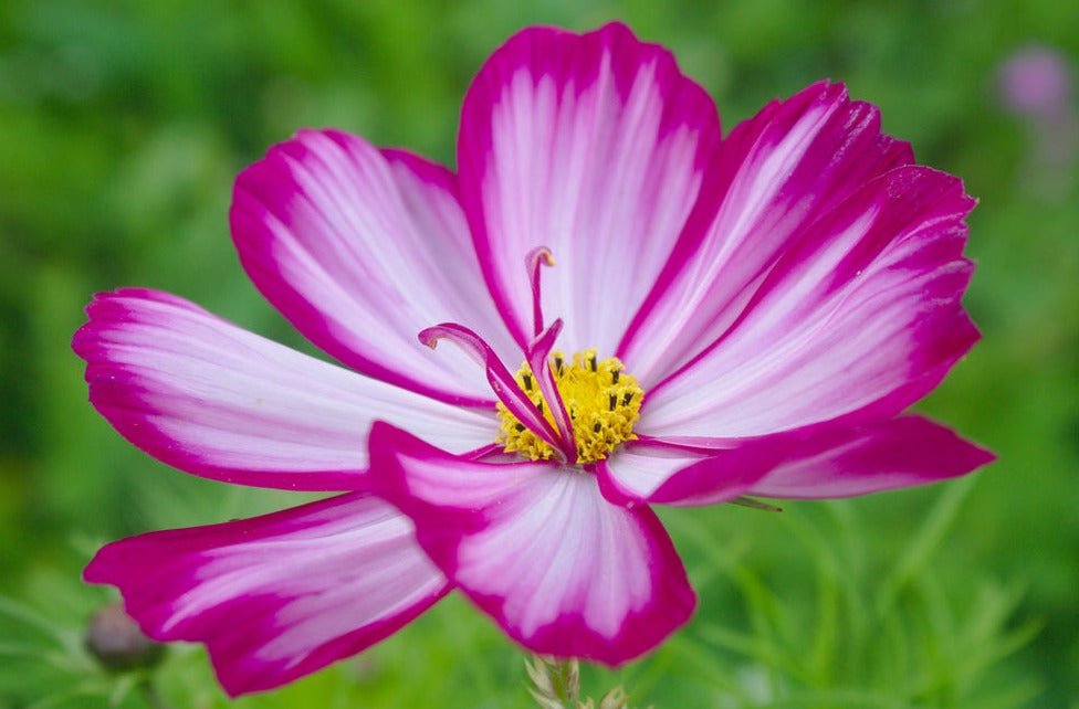 Cut Flower Grow Kit - The Irish Gardener Store