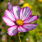Cut Flower Grow Kit - The Irish Gardener Store