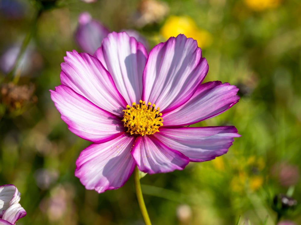 Cut Flower Grow Kit - The Irish Gardener Store