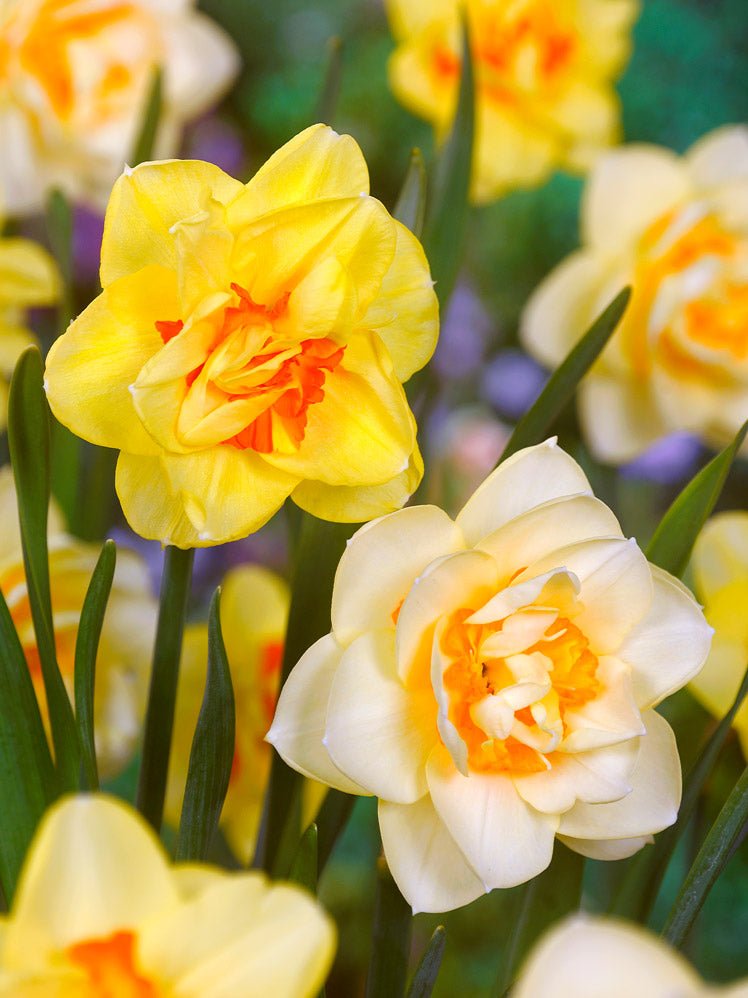 Double Mixed Colour Daffodils - The Irish Gardener Store