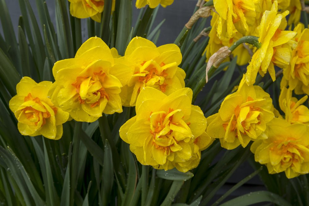 Double Mixed Colour Daffodils - The Irish Gardener Store