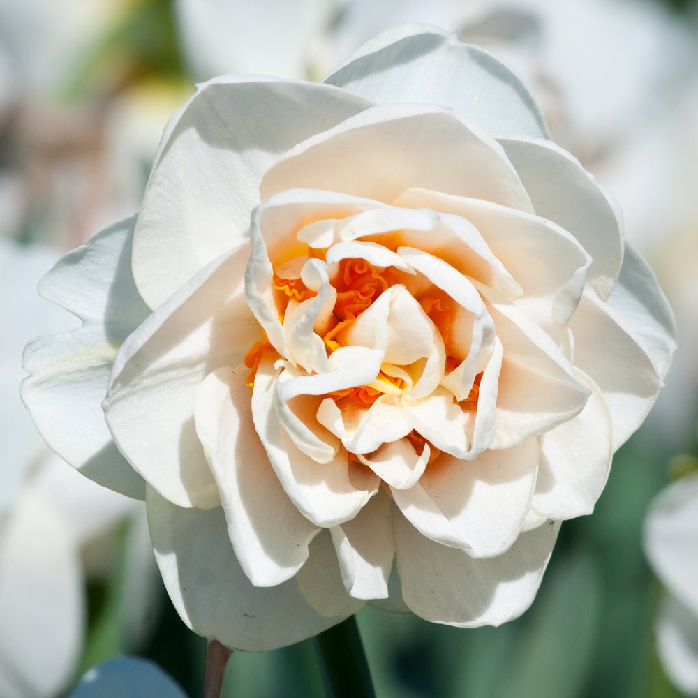 Double Mixed Colour Daffodils - The Irish Gardener Store