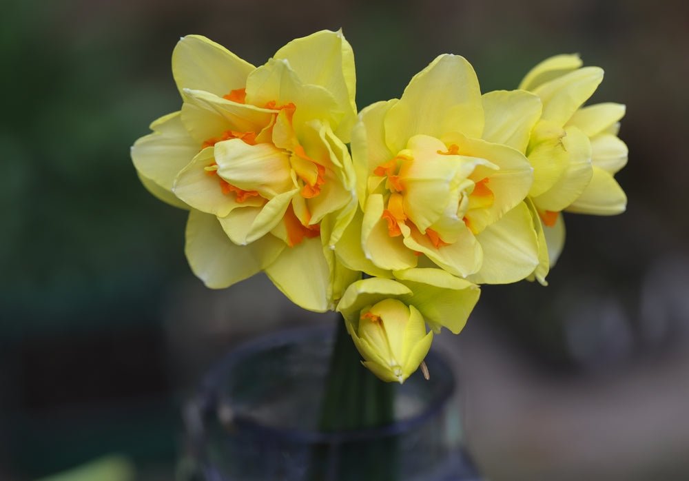 Double Mixed Colour Daffodils - The Irish Gardener Store