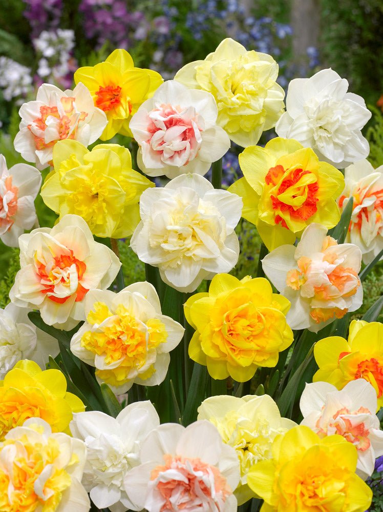 Double Mixed Colour Daffodils - The Irish Gardener Store