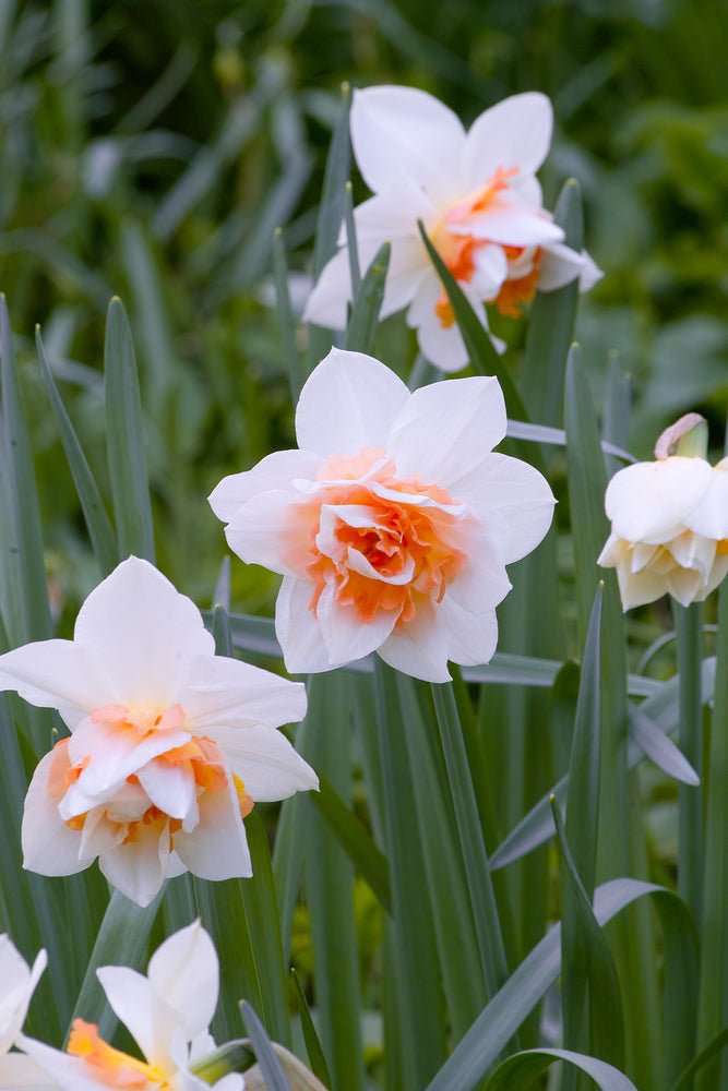 Double Mixed Colour Daffodils - The Irish Gardener Store