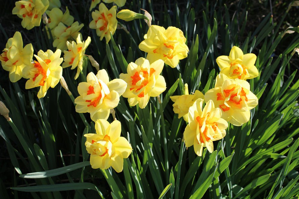 Double Mixed Colour Daffodils - The Irish Gardener Store