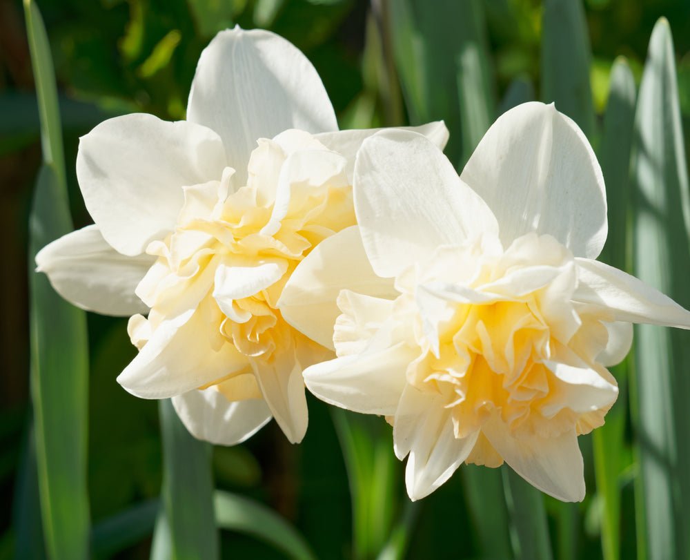 Double Mixed Colour Daffodils - The Irish Gardener Store